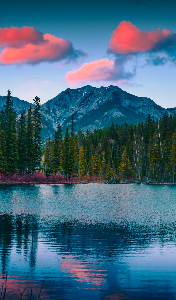 Зеленый лес у озера у подножия гор 