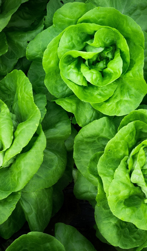 Зеленые листья салата крупным планом