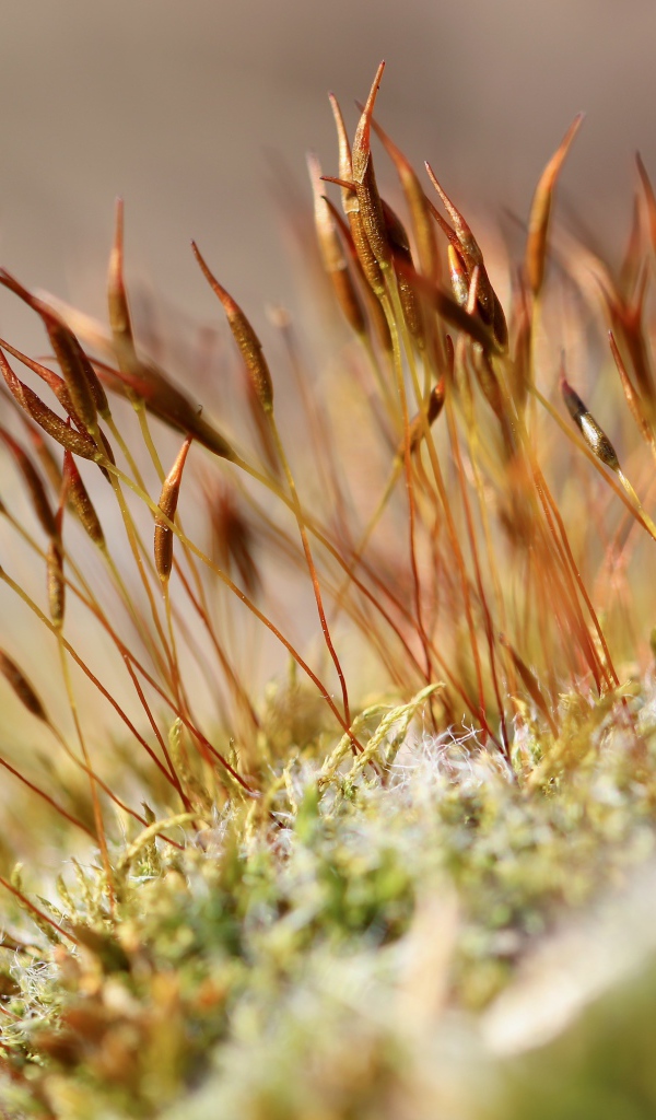 Зеленый мох крупным планом 