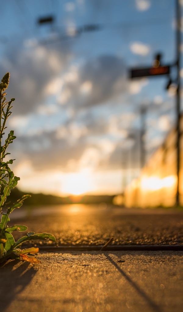 Зеленое растение пробивается сквозь асфальт