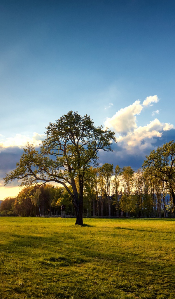 Зеленые деревья и трава в парке на рассвете