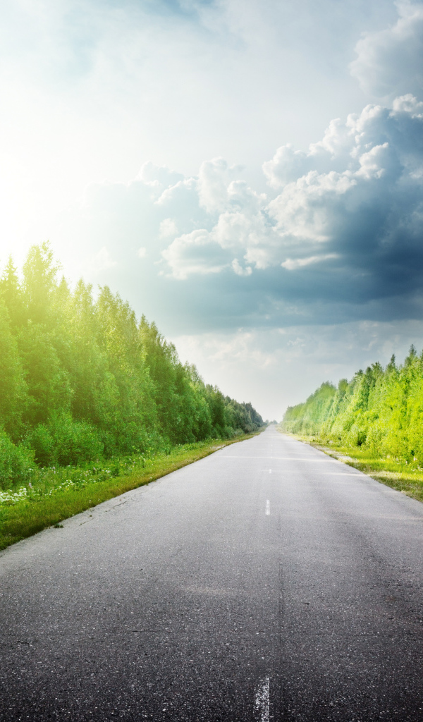 Зеленые деревья в лучах солнца у дороги