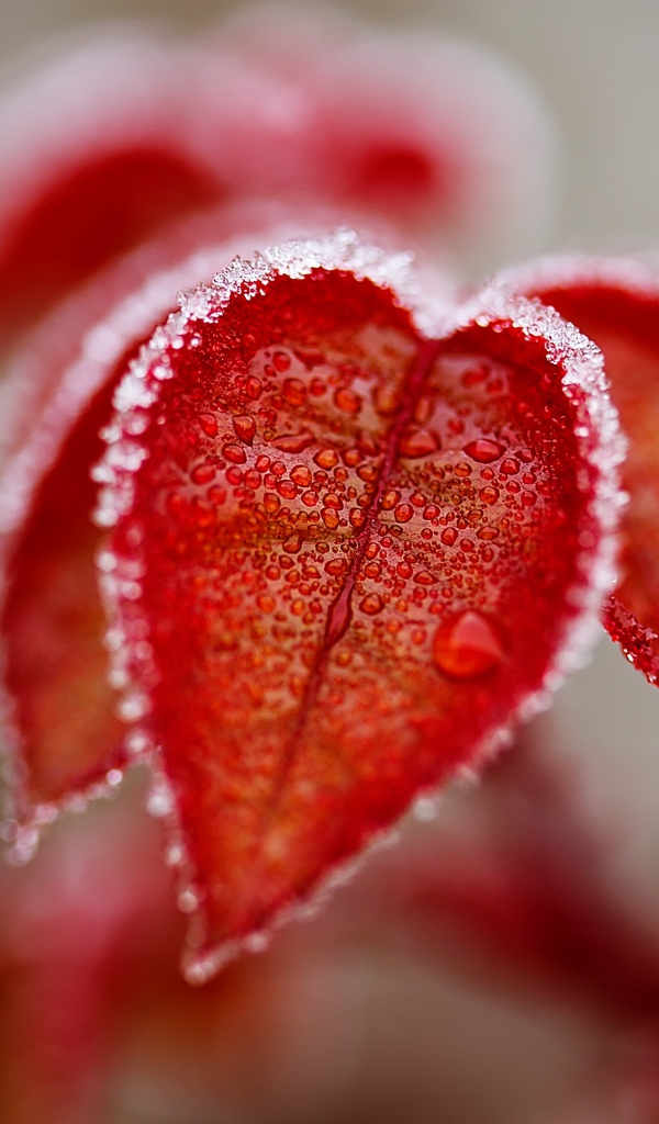 Оранжевые листья в снегу крупным планом