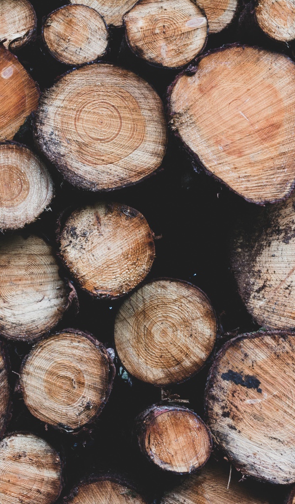 Заготовка дров к суровой зиме