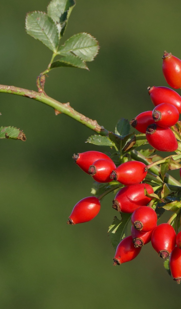 Красные ягоды шиповника на ветке в лучах солнца