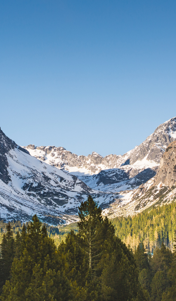 Заснеженные горы в лучах солнца у хвойного леса