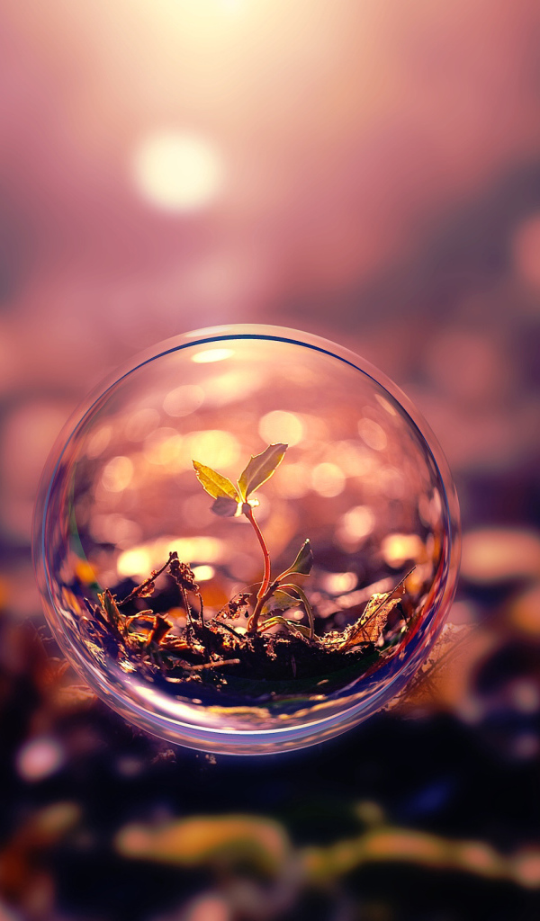 Росток пробивается в стеклянном шаре 