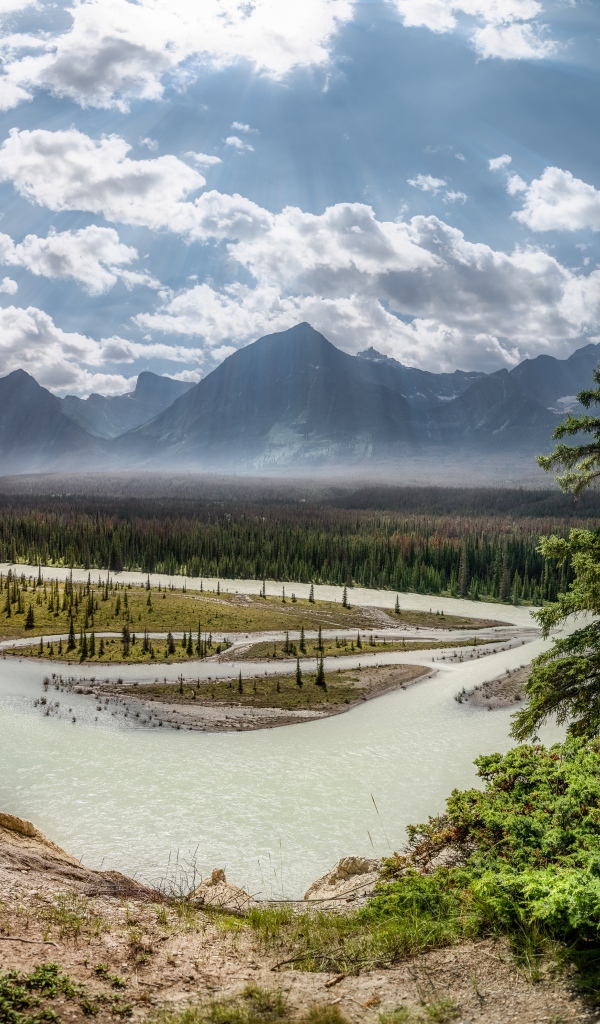 Высокие зеленые сосны на берегу реки в горах 