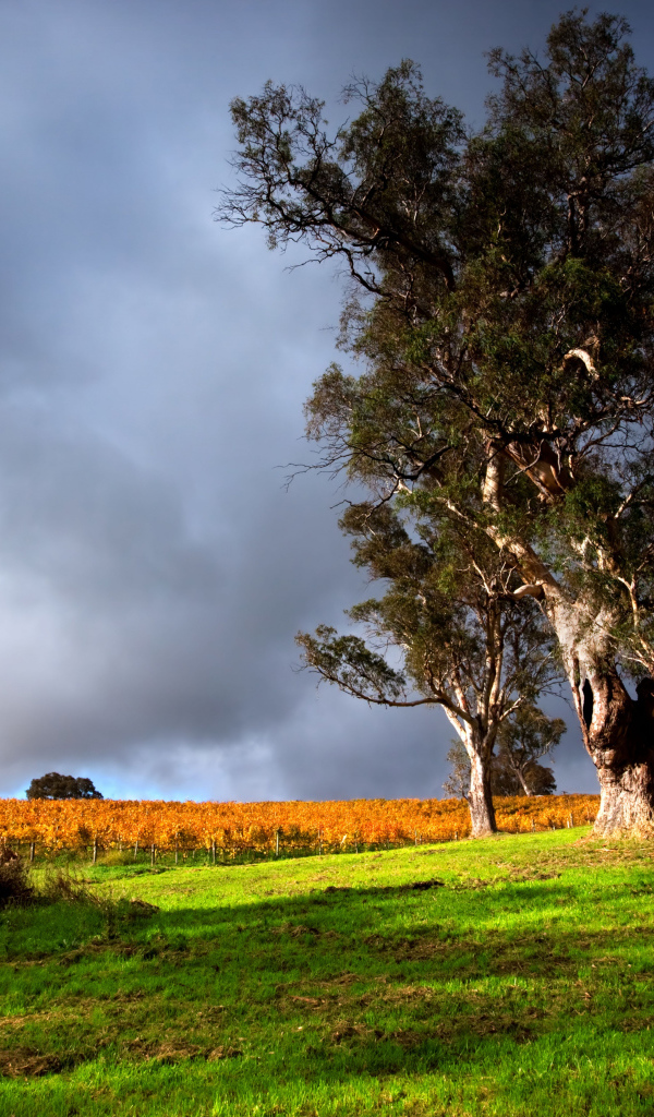 Высокое дерево под грозовым небом 