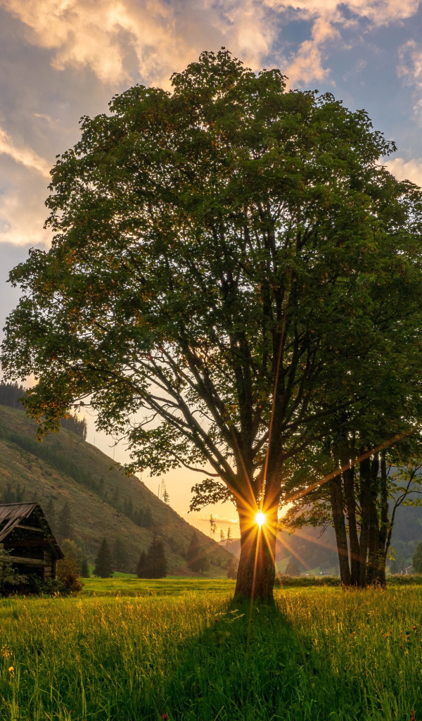 Высокое дерево с зелеными листьями в лучах солнца