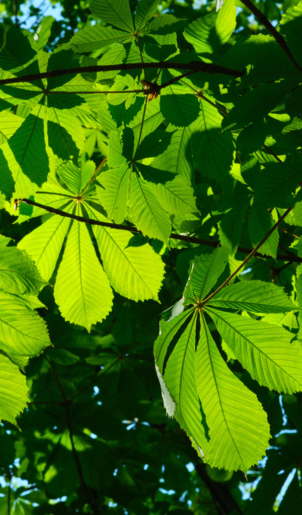 Солнце пробивается сквозь зеленые листья каштана 