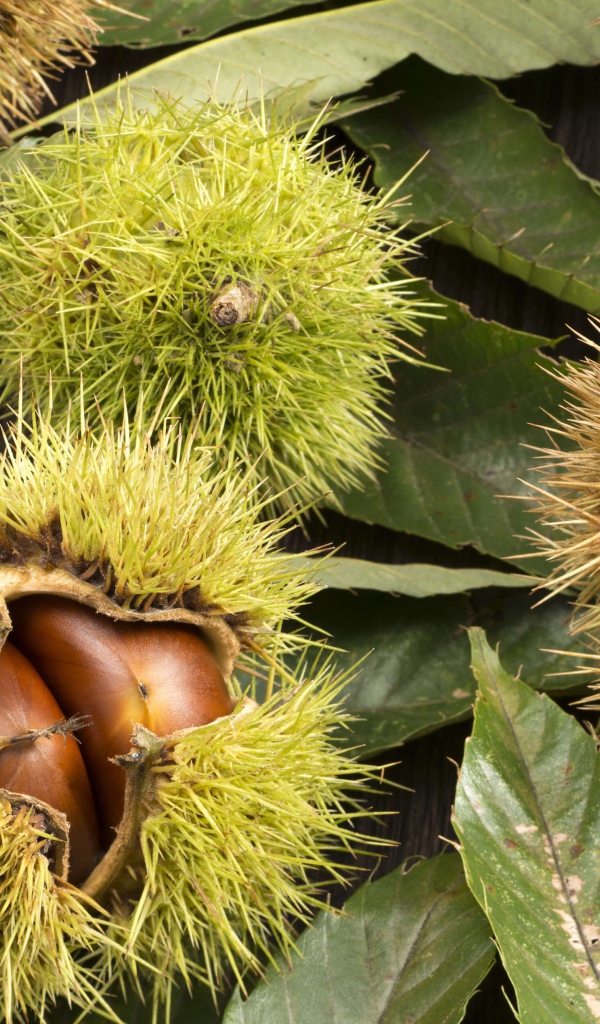 Колючие лесные орехи на дереве 