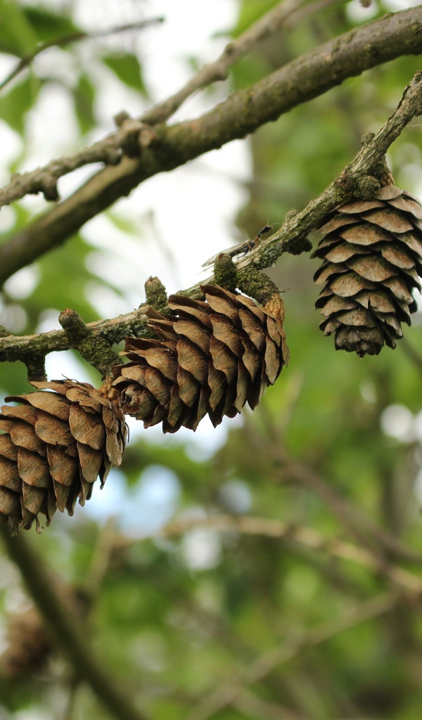 Три сосновые шишки висят на ветке 