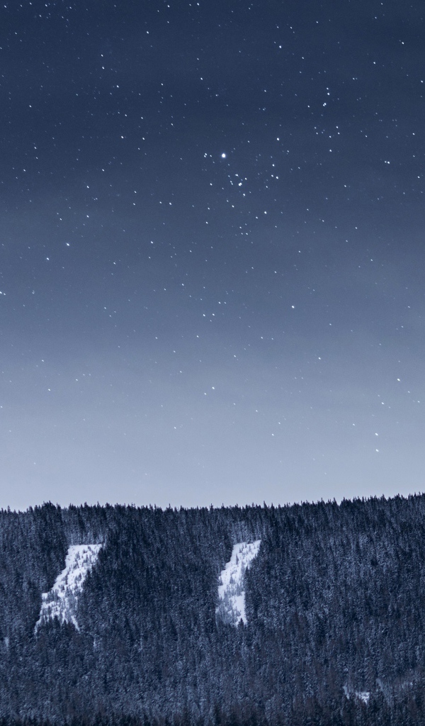 Вид на ночное небо со звездами над лесом