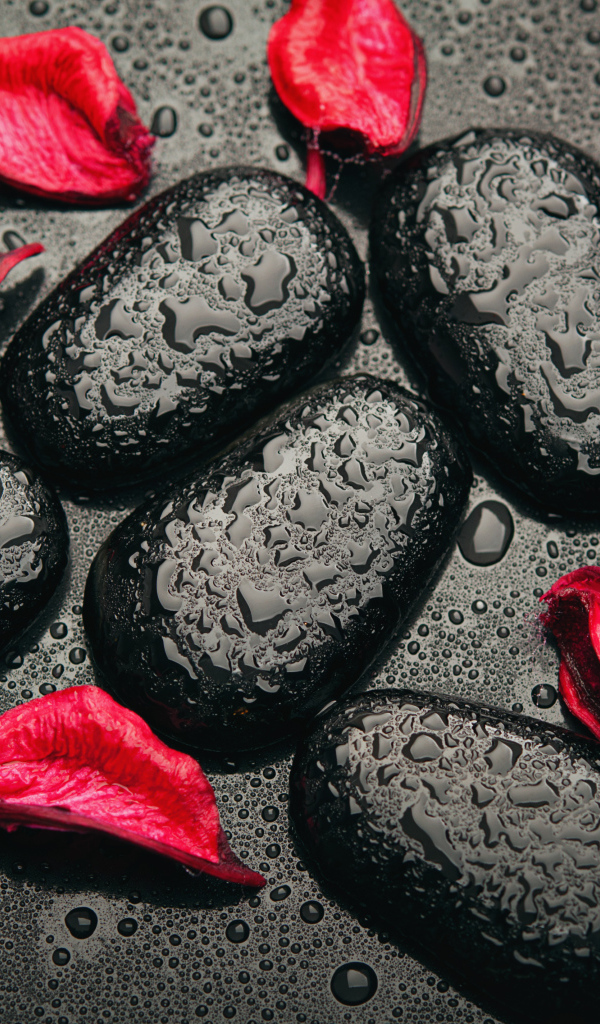 Мокрые черные камни с лепестками красной розы