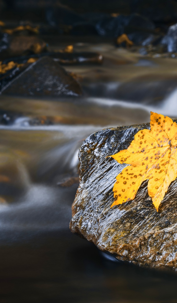 Мокрые камни с оранжевым листом в воде