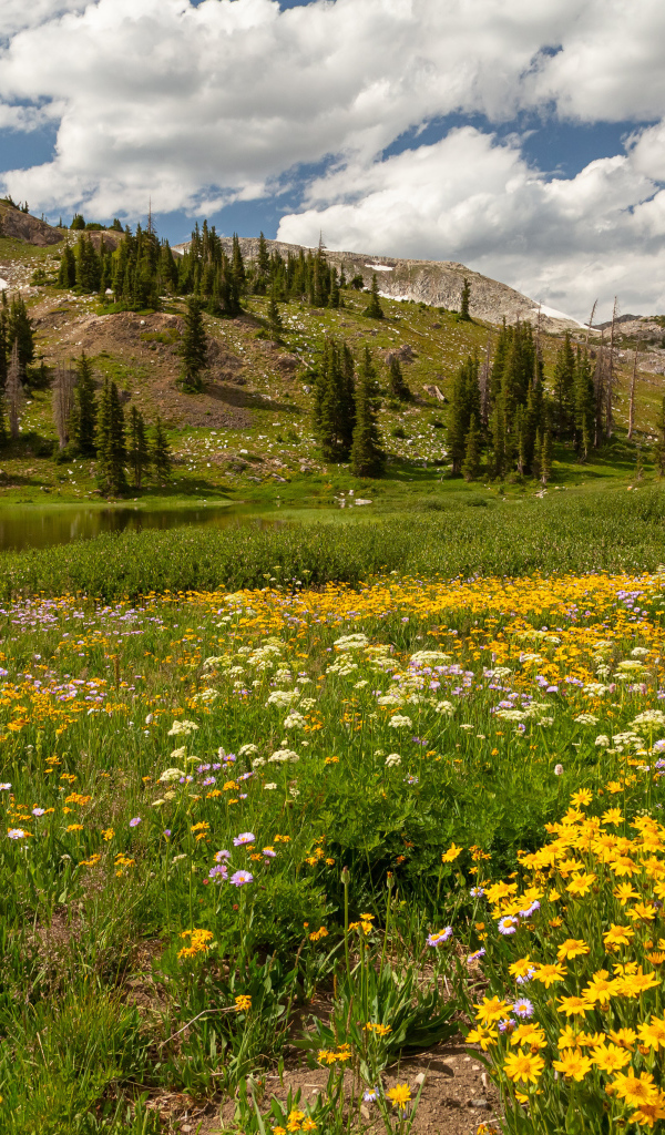 Желтые цветы на поляне в горах под белыми облаками
