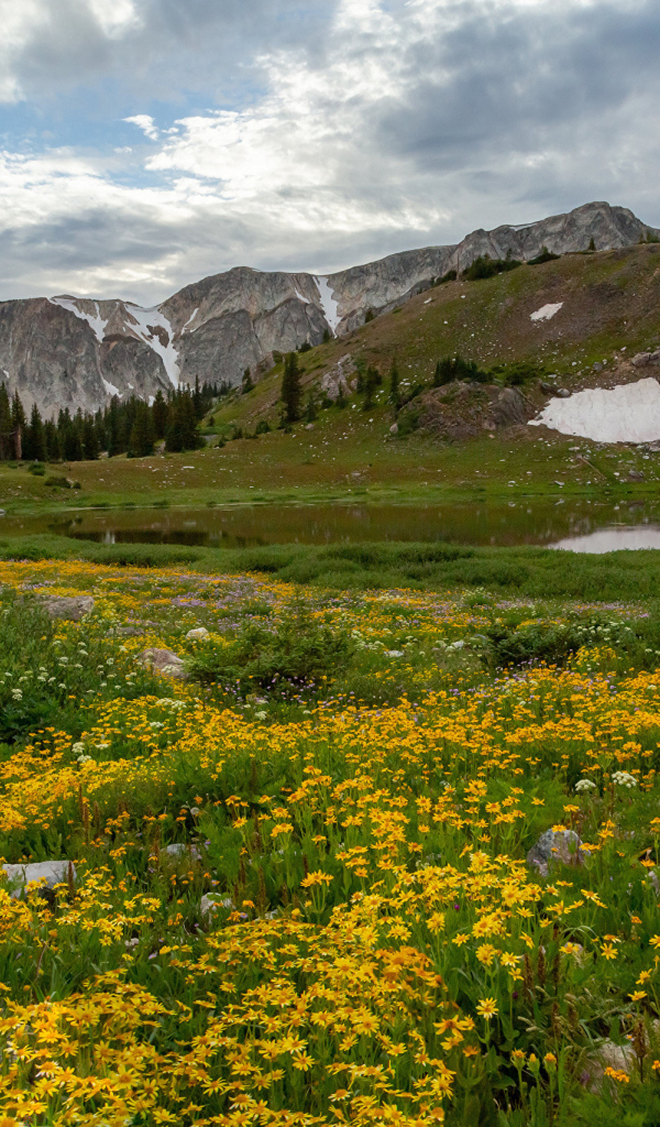 Желтые цветы на берегу реки у гор 
