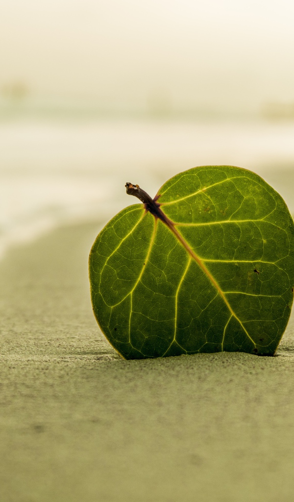 Зеленый лист на желтом песке у моря 