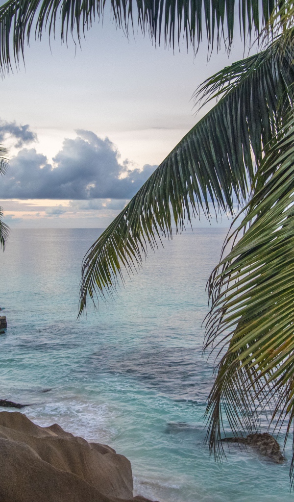 Большие пальмы с зелеными листьями на берегу моря