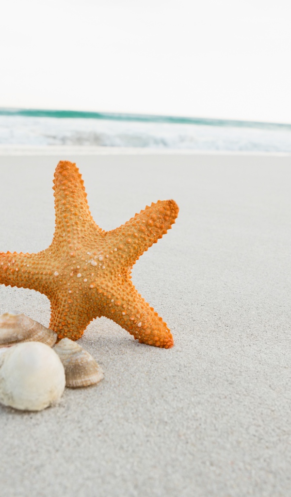 Морская звезда на песке с ракушками у моря