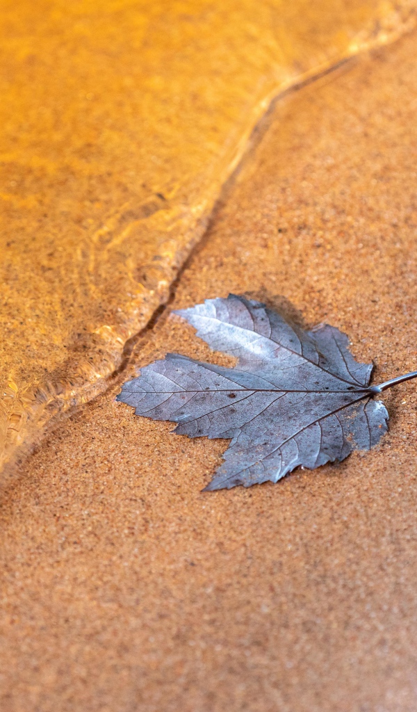 Лист лежит на песке у воды