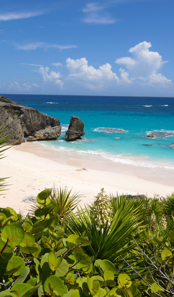 Колючие заросли на берегу океана с белым песком