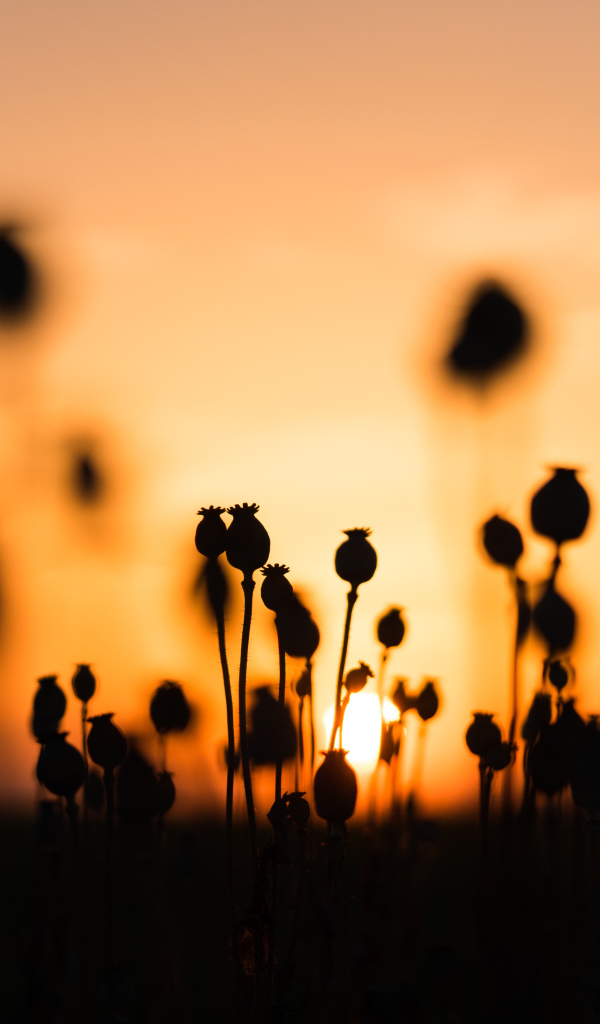 Коробочки мака в поле на рассвете 