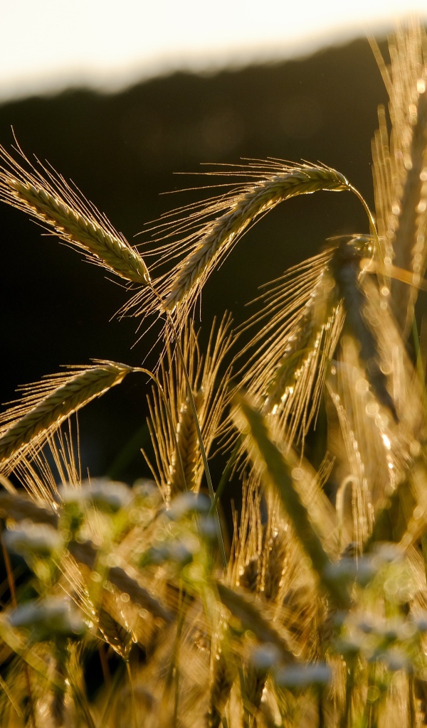 Зеленые колосья пшеницы в лучах солнца