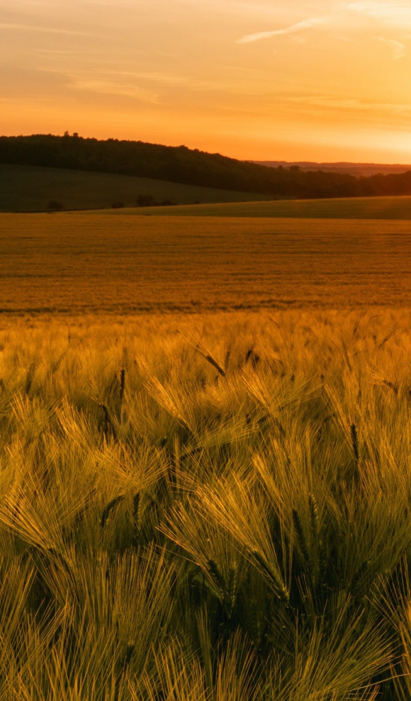 Зеленые колосья пшеницы в лучах яркого солнца 