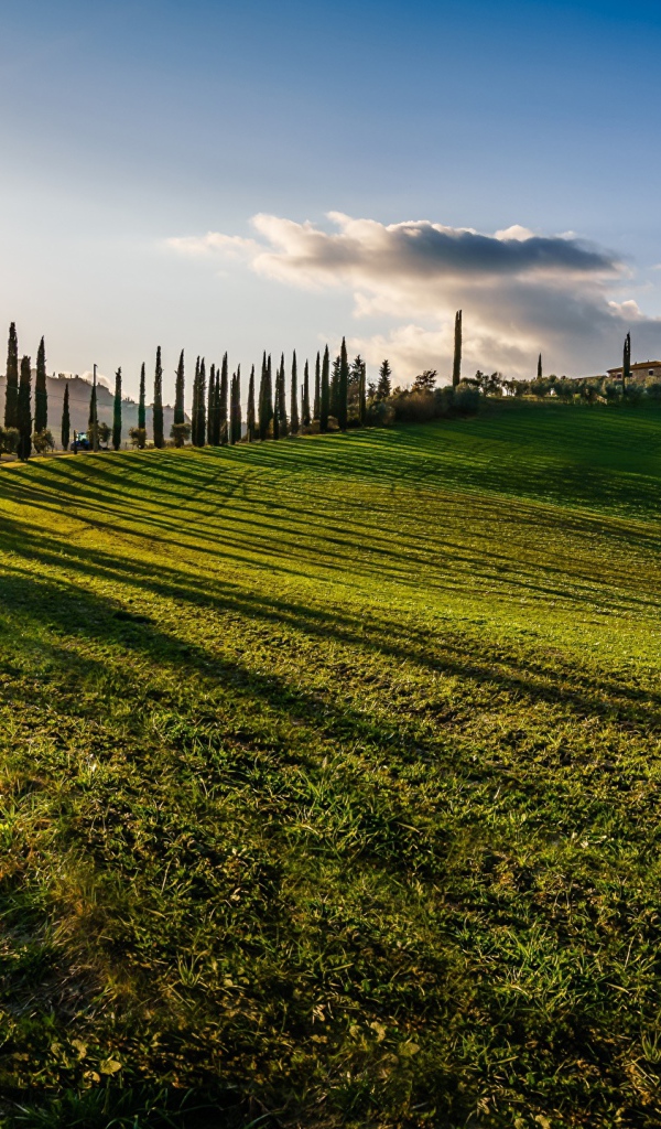 Зеленые поля в лучах солнца летом