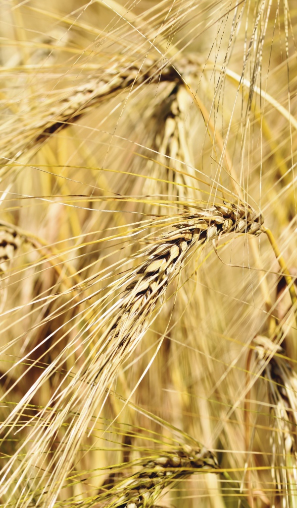 Спелые колосья пшеницы крупным планом