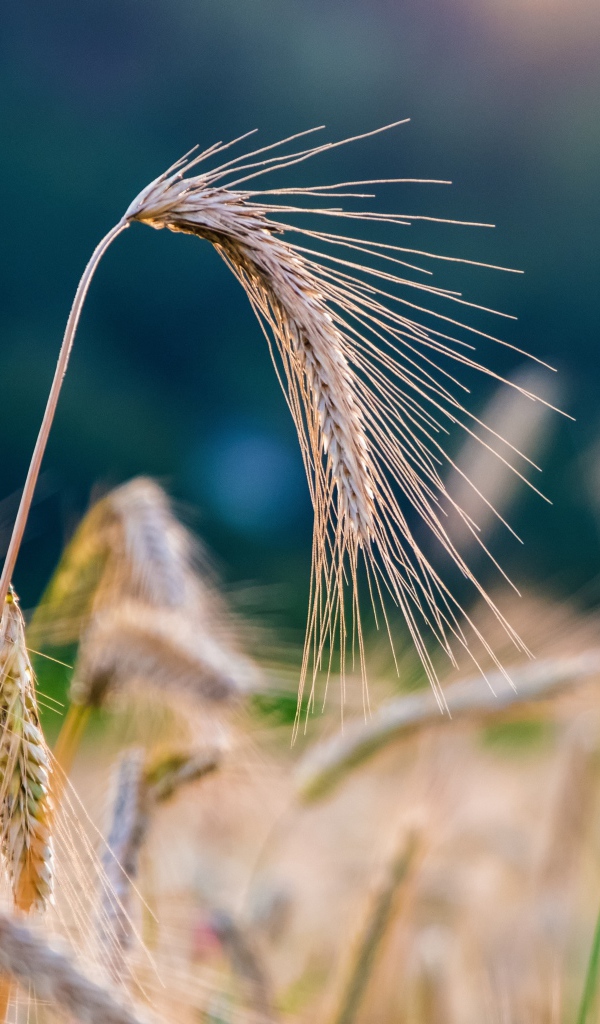 Спелые колосья пшеницы на поле крупным планом 