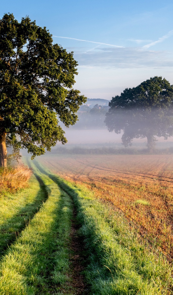 Высокое ветвистое дерево у дороги в поле 