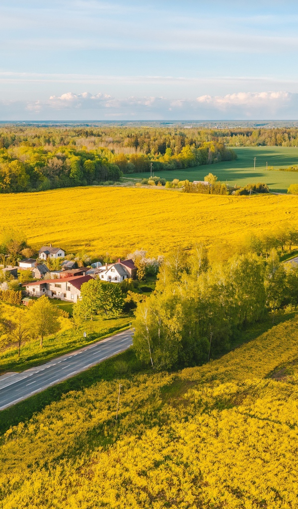 Желтые рапсовые поля, вид сверху