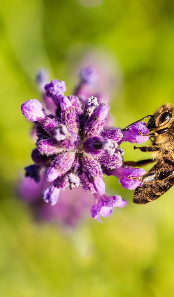 Пчела собирает нектар на фиолетовом цветке