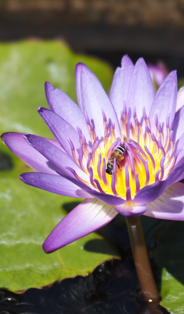 A bee sits on a lilac lotus flower in a pond.