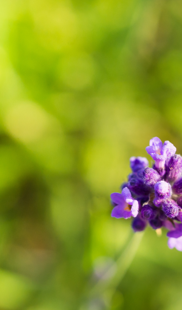 Пчела сидит на маленьком сиреневом цветке 