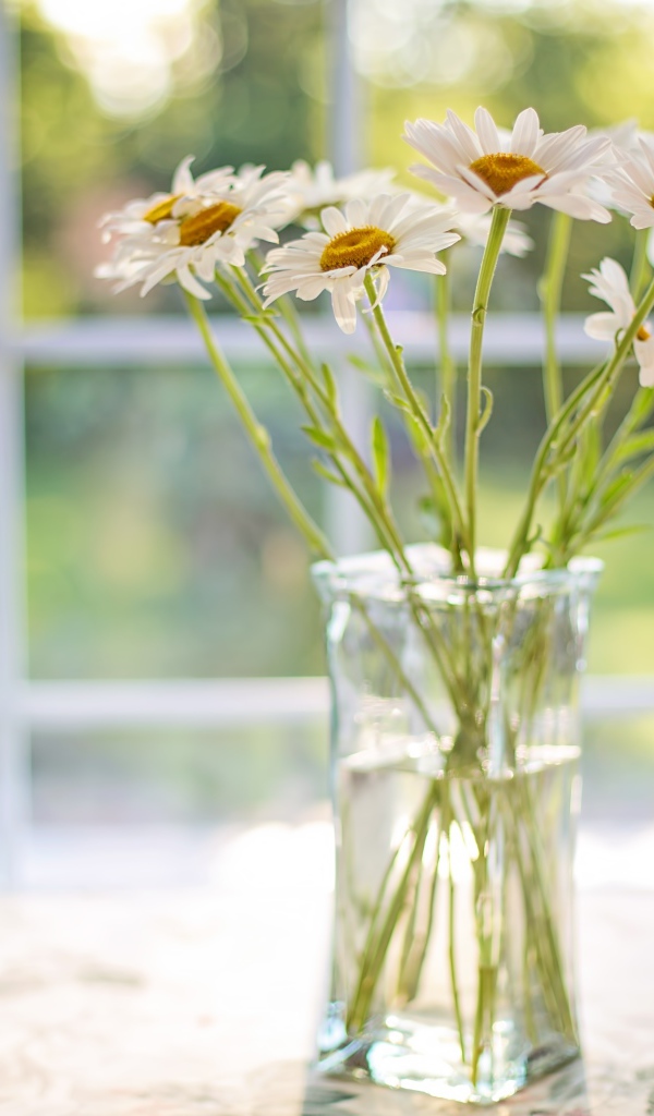 Букет ромашек в стеклянной вазе у окна 