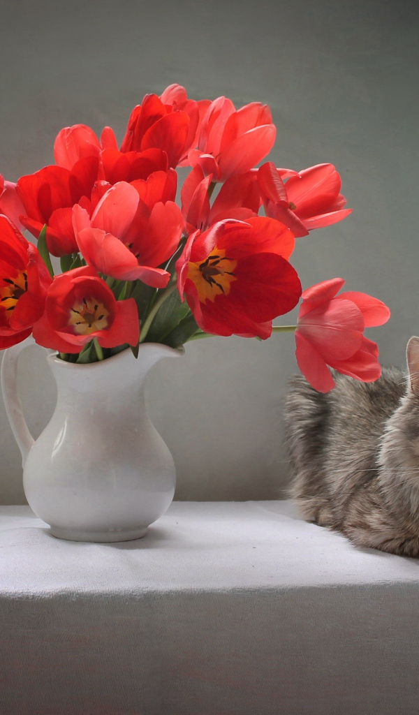 Букет красных тюльпанов в белой вазе на столе с котом