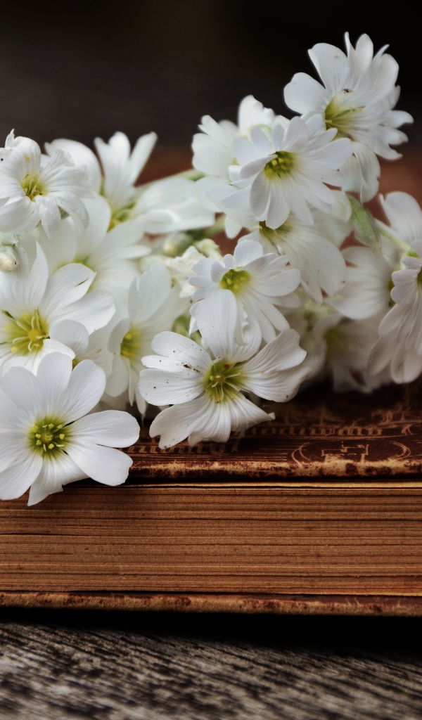 A bouquet of small white flowers lies on an old book