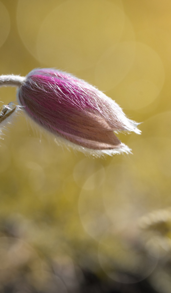 Бутон розового цветка прострел в поле в лучах солнца