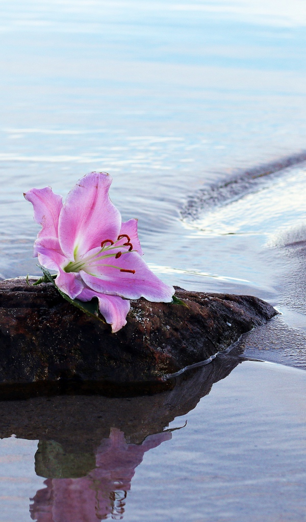 Нежный цветок лилии лежит на камне у воды