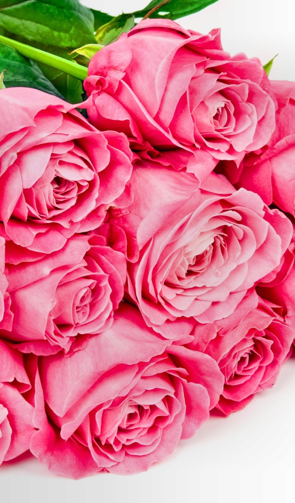 Большой букет розовых роз с зелеными листьями на белом фоне для любимой 