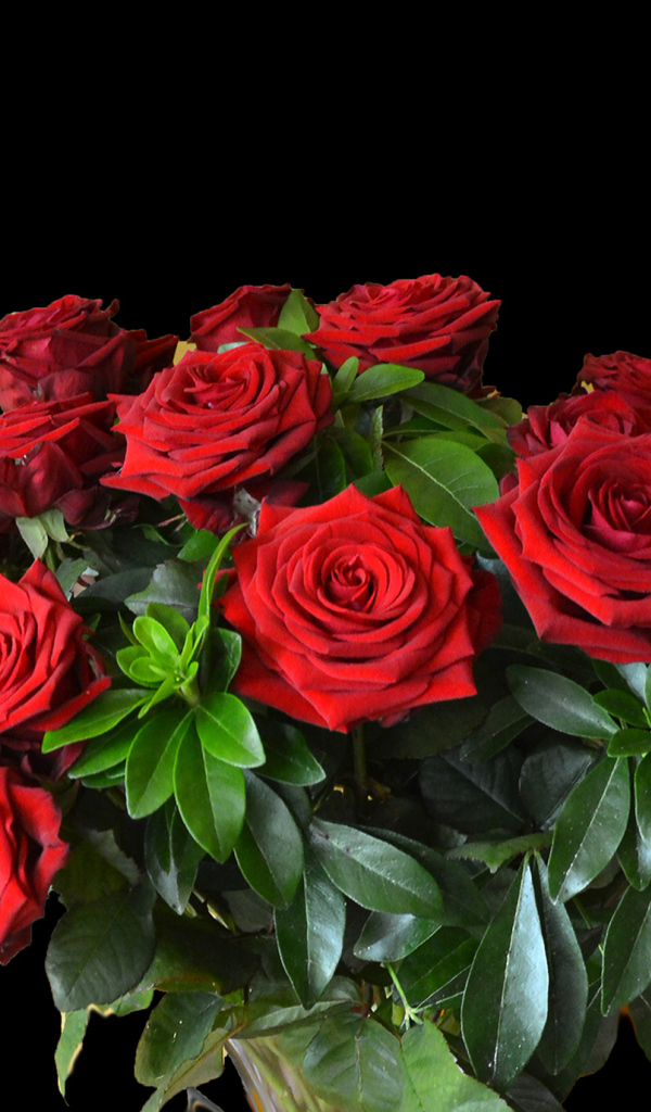 Большой букет красных роз на черном фоне