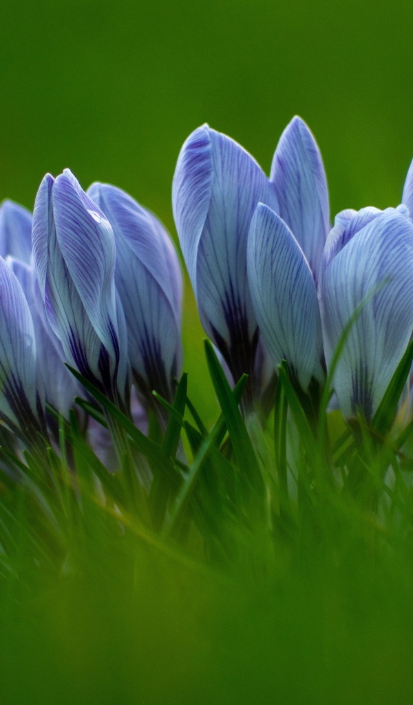 Много голубых цветов крокуса в зеленой траве 