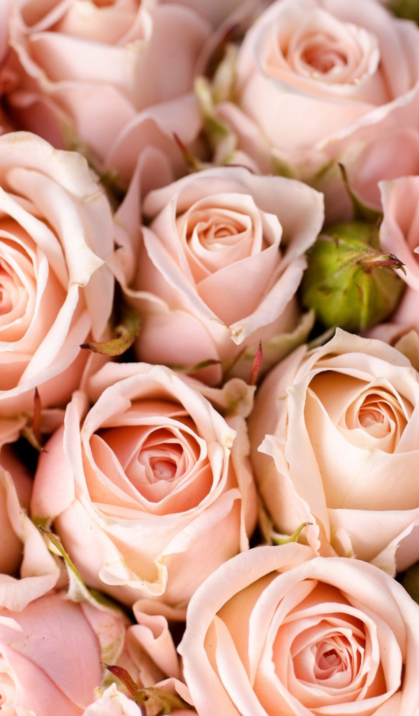 Много кремовых роз с бутонами крупным планом 