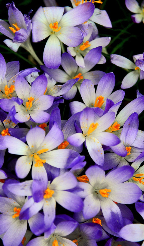 Много сиреневых крокусов крупным планом