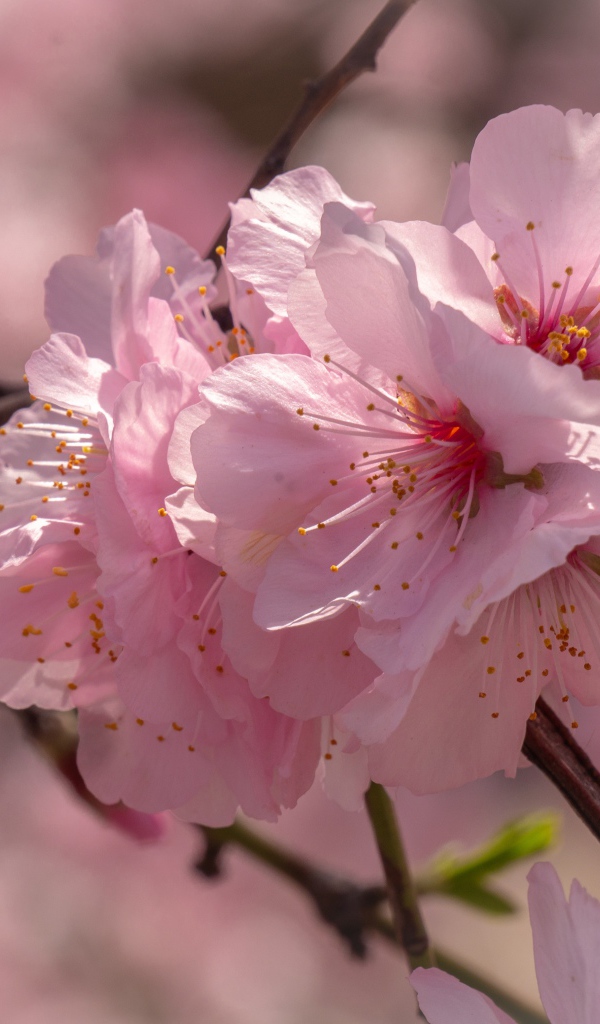 Много розовых цветов сакуры на ветке 