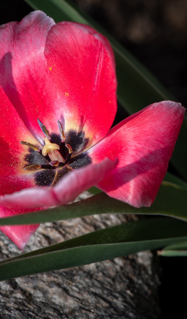 Розовый тюльпан с лучах солнца лежит на камне